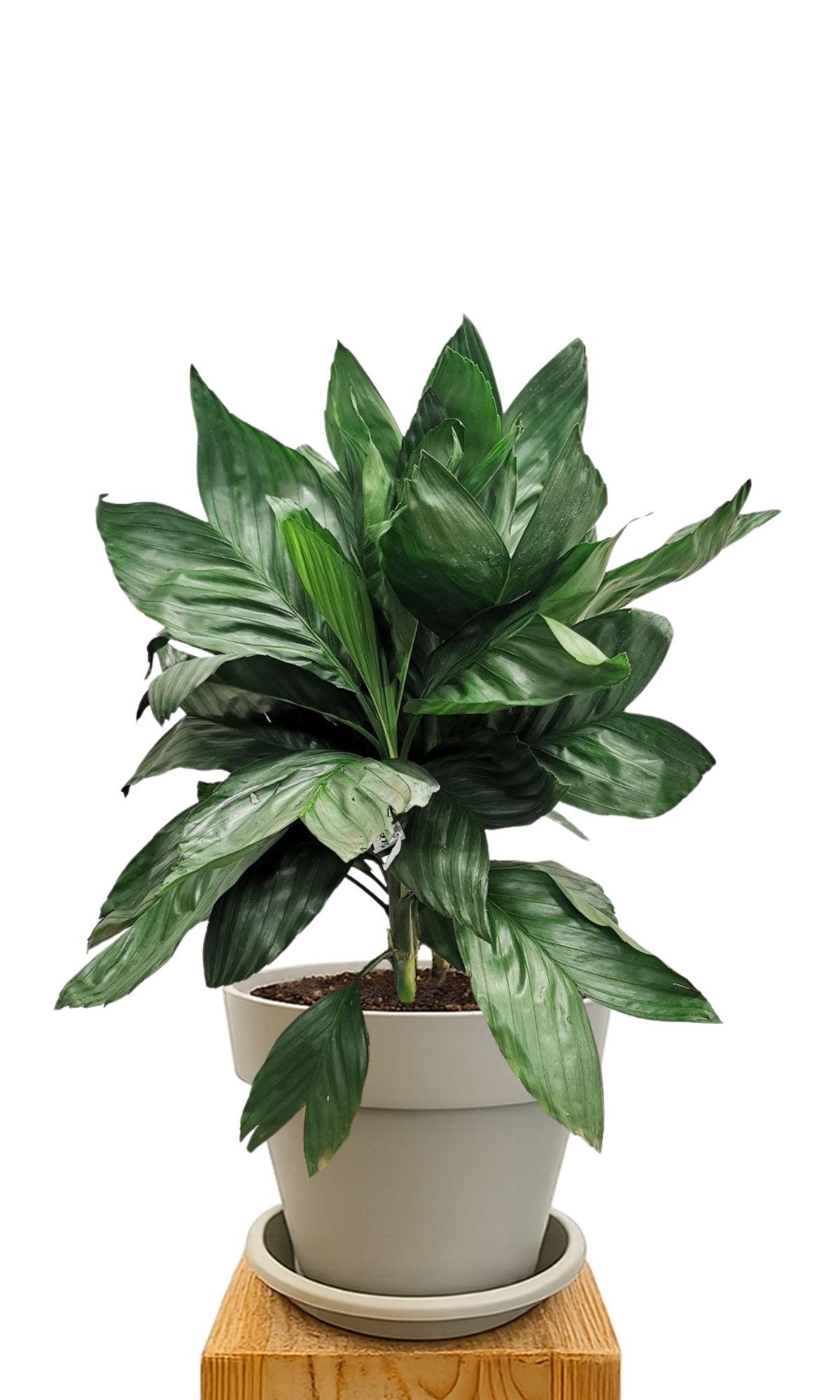 Plant kit 30 Sand